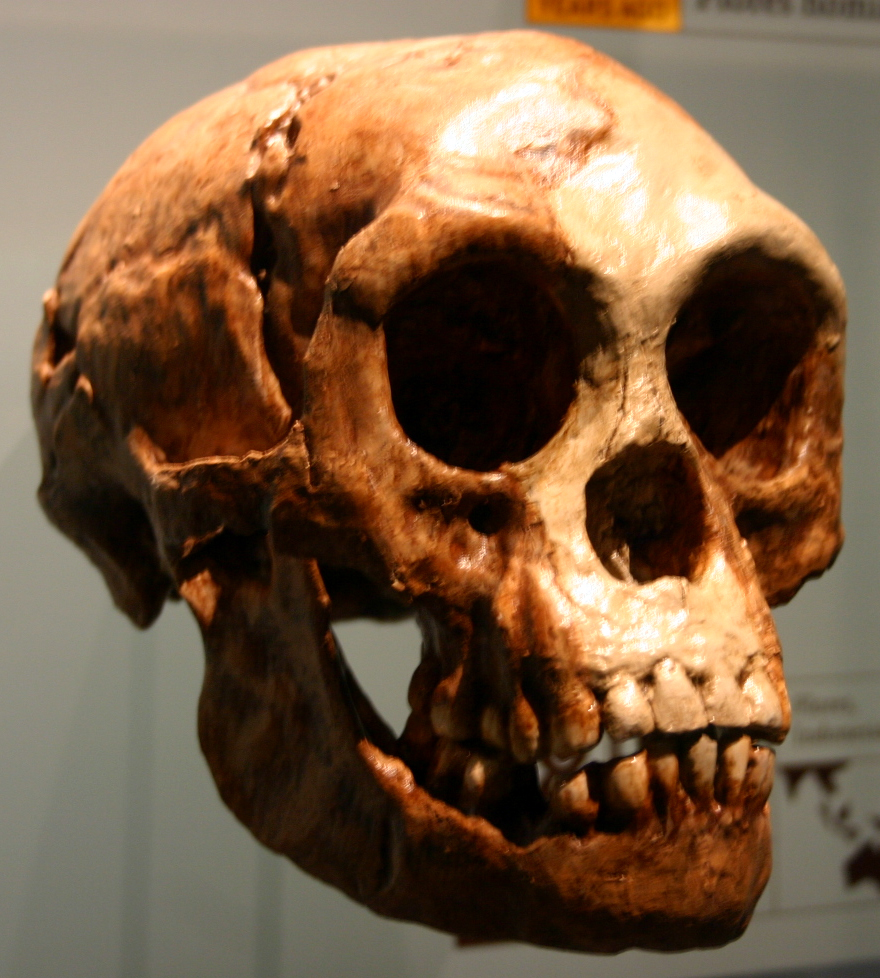 How thick is the human skull?
